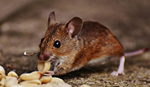 24 Hour & Emergency Exterminators in Crystal Spring, PA